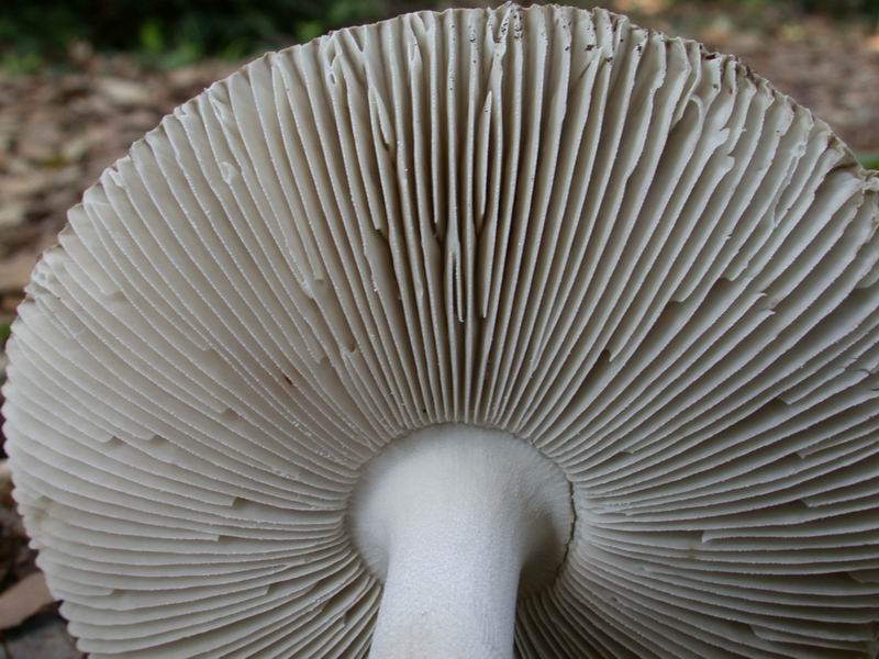 Vademecum per fotografare correttamente i funghi